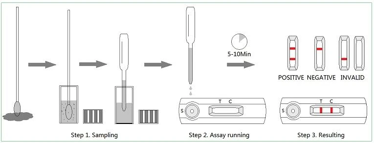 Canine Parvovirus Coronavirus Antigen Test